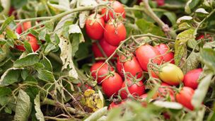 Retrouver le goût de la tomate