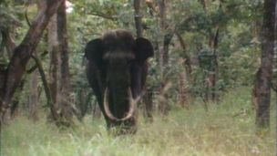 La TV inventa le documentaire animalier