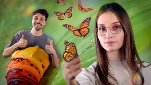 De chenille à insecte : une fascinante transformation