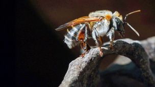 Pérou, les abeilles sacrées d’Amazonie