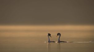 Trouver un partenaire