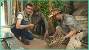 Fascinants ces serpents
