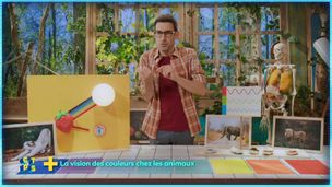 La vision des couleurs chez les animaux