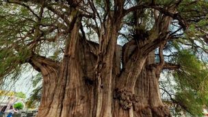 La vie secrète des arbres