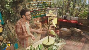 Les papillons : Incroyables insectes