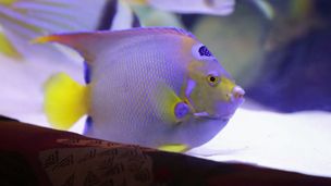 Special : Not-So-Freshwater Tank