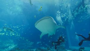 Spécial : Une saison à l'Aquarium