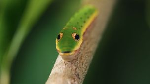 L’art de l’imposture