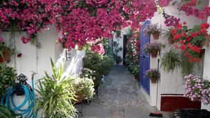 Cordoue et ses patios fleuris