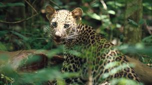 Episode du 05 déc. 2025