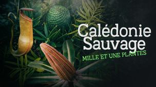 Bois de sang