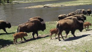 Bisons, les doux géants du Montana