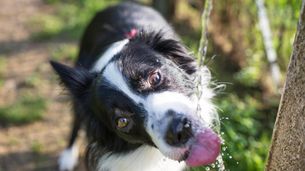 Les animaux dans les vignes