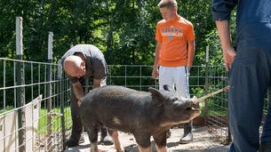 L'incroyable Dr Pol, Mon beau cochon S05 sur Disney + : résumé de l'épisode