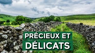 Précieux et délicats