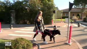 Chiens-guides, des amis pour les jeunes