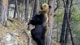 Des ours et du sport