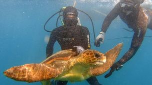 Cap-Vert, les chiens au secours des tortues