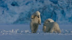 Un ours polaire en hiver