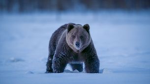 Les ours des bois