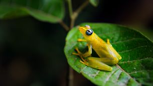 La forêt tropicale