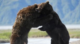 L'ours brun