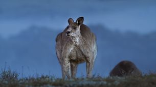 La vallée des kangourous