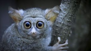 Des tarsiers dans la forêt