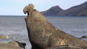 L'éléphant de mer