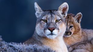 La montagne aux pumas