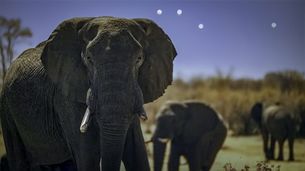 Des éléphants dans la plaine