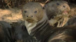 La loutre géante