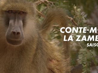 Conte-moi la Zambie