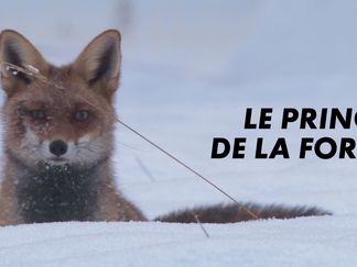 Le prince de la forêt