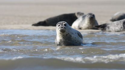 Un phoque dans la Baie de Somme, en Picardie.