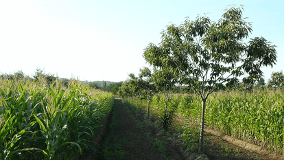 L’Agroforesterie, Un Modèle Historique Pour Une Agriculture Durable ...