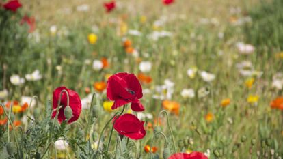 un champ de coquelicot