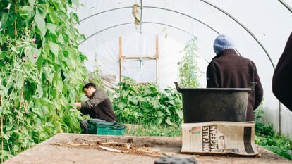 deux hommes dans une serre