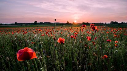 champ de coquelicot