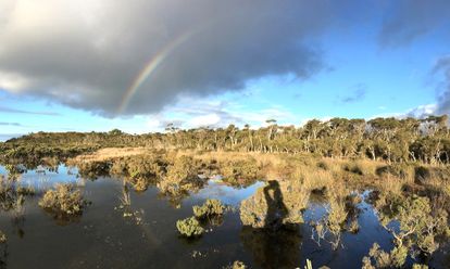 Carbone bleu mangrove