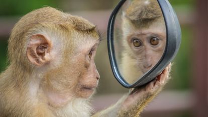 singe qui se regarde dans un rétroviseur