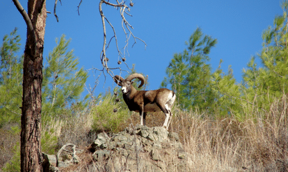 Mouflon de Chypre (cc Smichael21 Wikimedias)