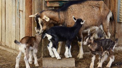 chèvre avec ses petits chevreaux et chevrettes