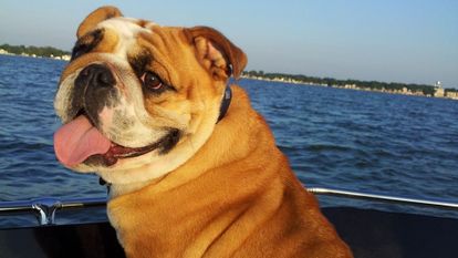 bulldog anglais