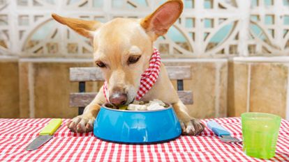 chien manger nappe carreaux