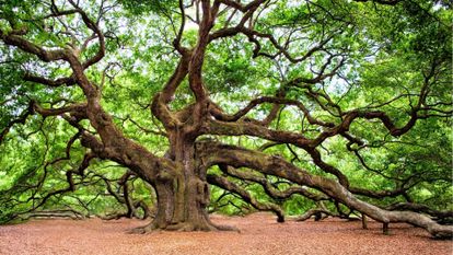 arbre centenaire