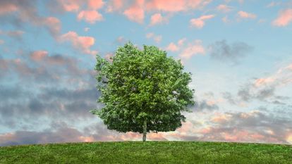 arbre au milieu d'une prairie