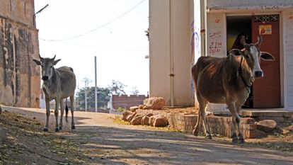 vaches dans une ville