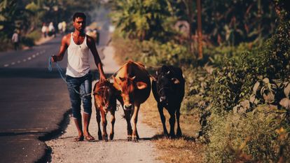 fermier indien et ses 3 vaches