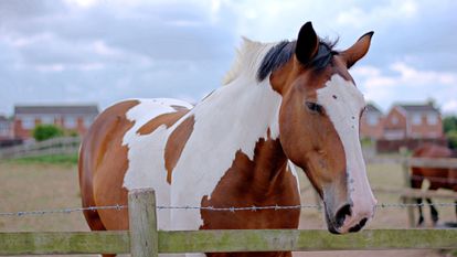 cheval brun et blanc